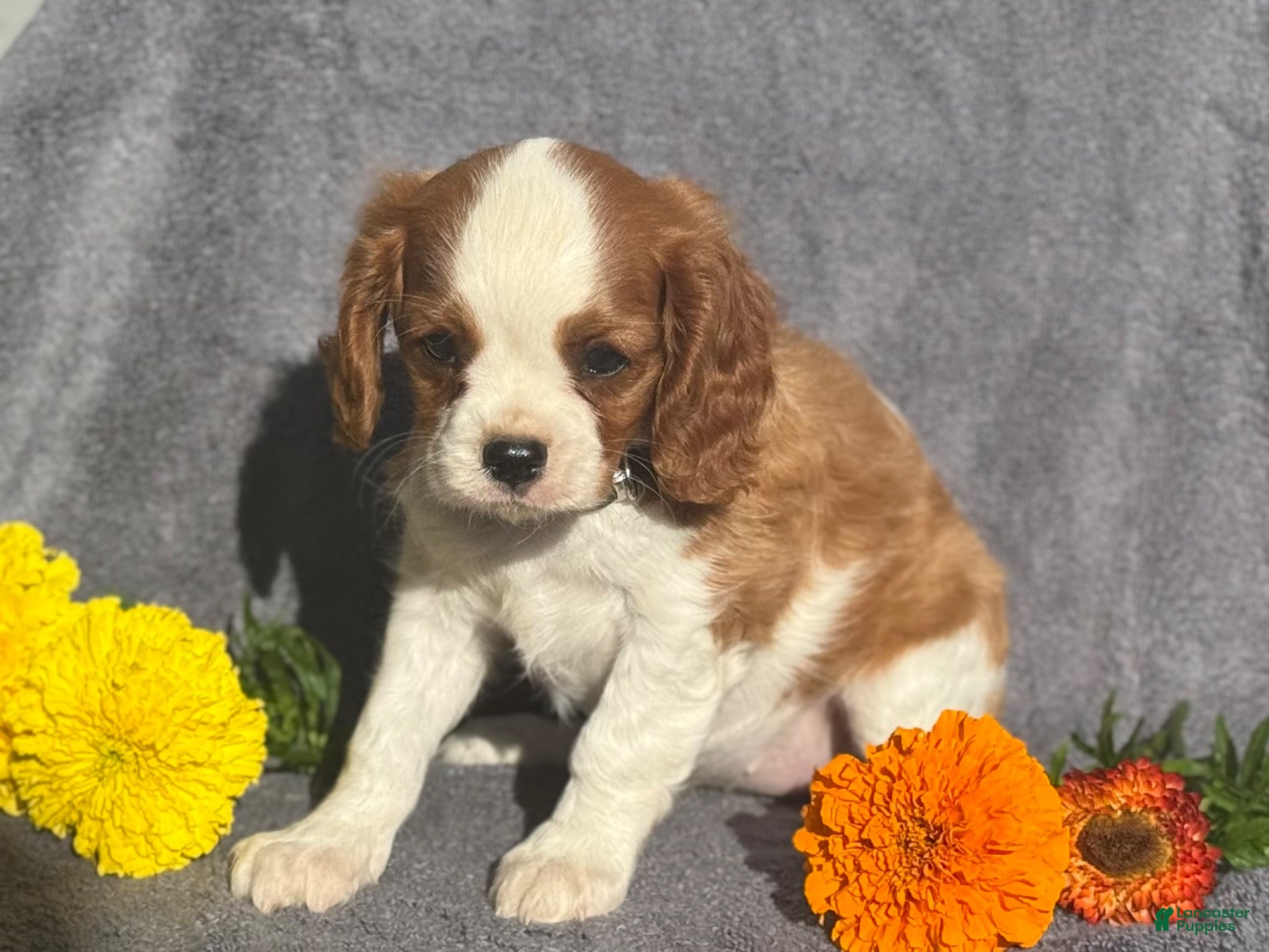 Cavalier King Charles Spaniel dogs Bella - Ad 2