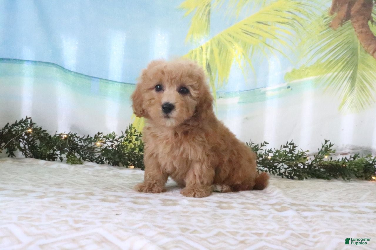 Cavapoo dogs Trixie - Ad 2