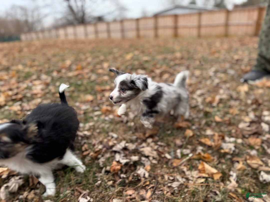 Mixed Breed dogs for sale: Jasper - Ad 7