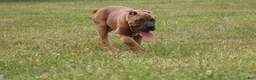 Cane Corso dogs for sale: Andromeda  - Ad 8