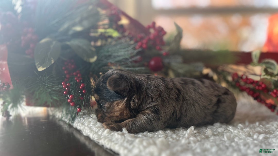 Yorkshire Terrier dogs for sale: Pixie - Ad 3