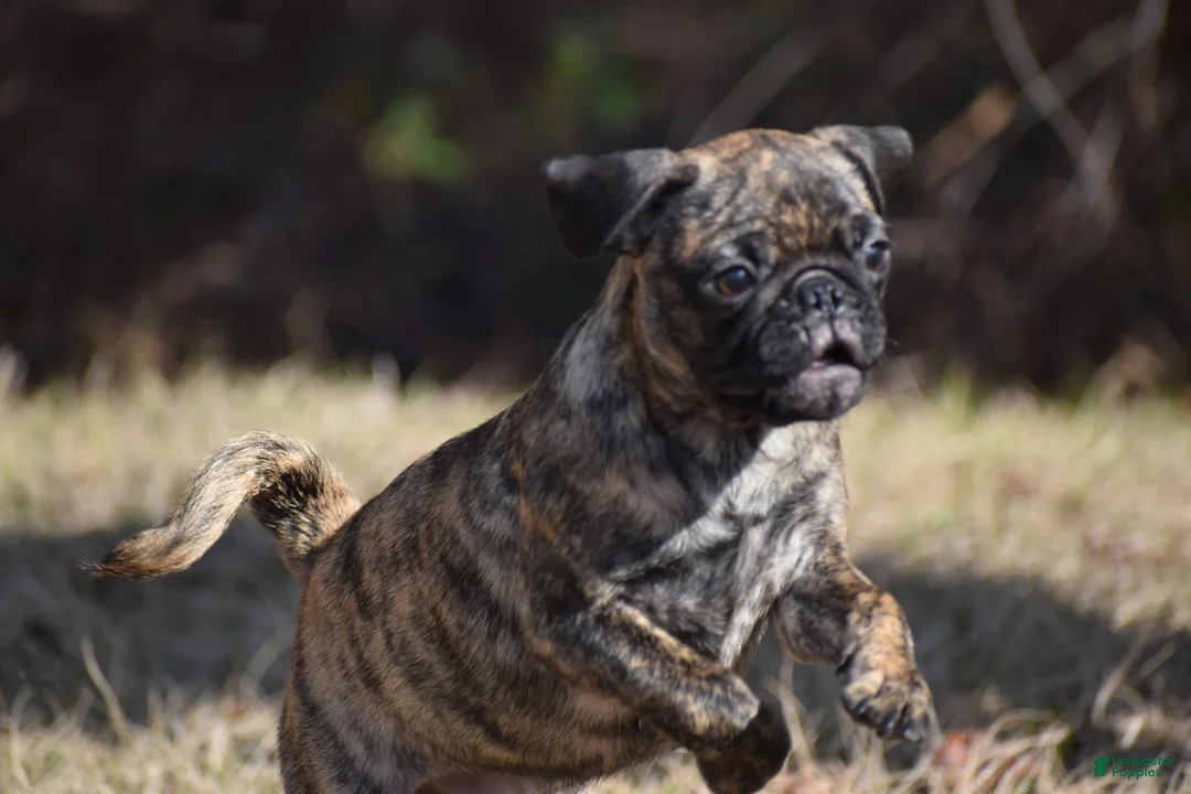 Pug dogs for sale: Pug Puppy Fuji - Ad 2