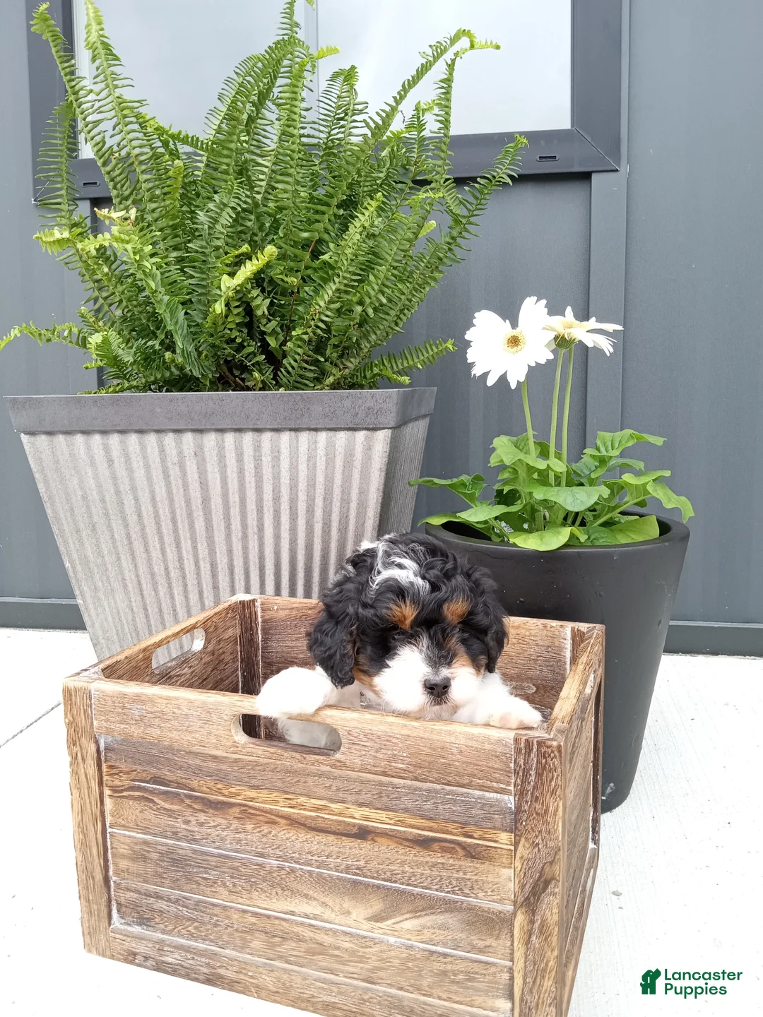 Mini Bernedoodle dogs for sale: Lily - Ad 1