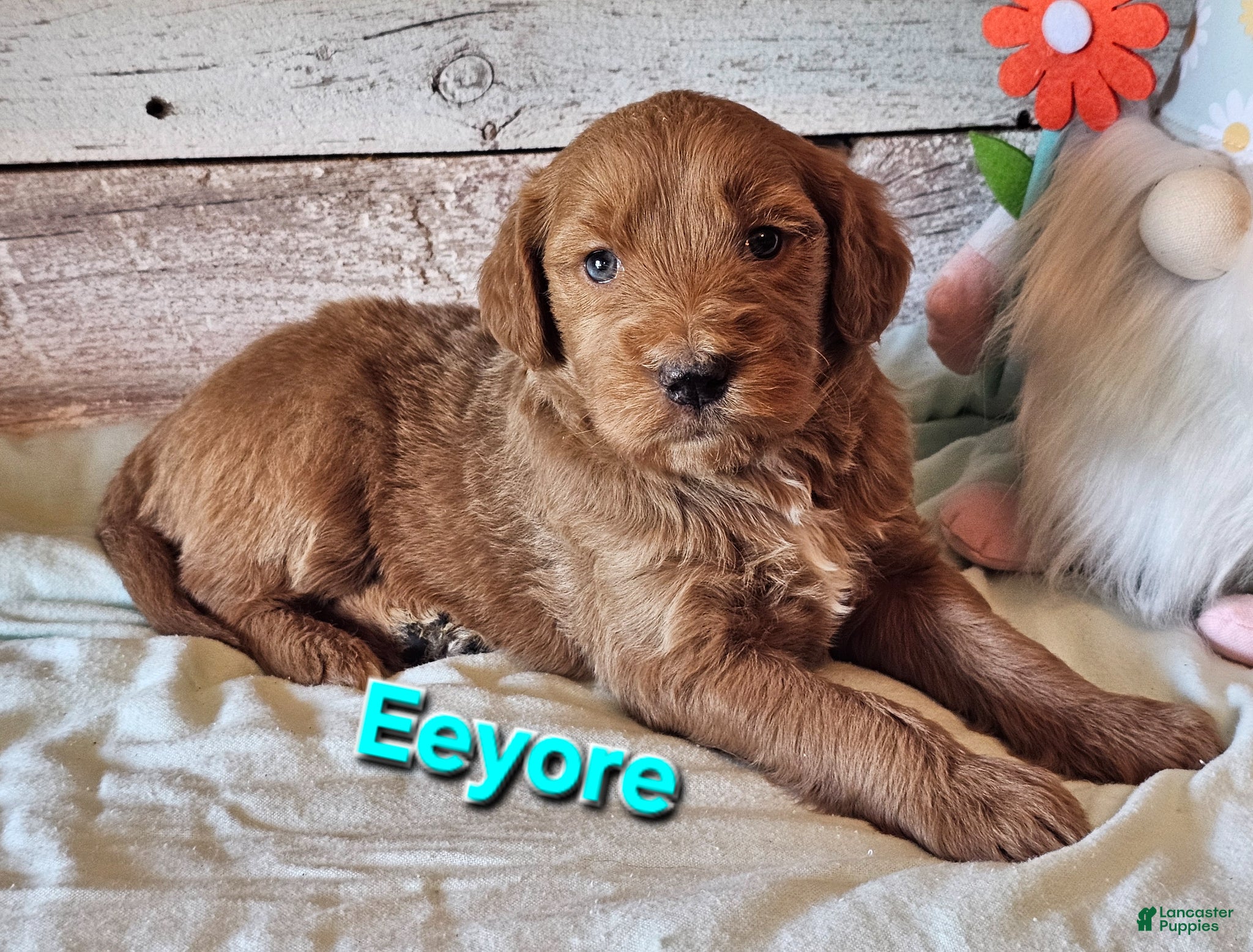 Goldendoodle dogs Eeyore  - Ad 21