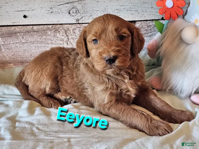 Goldendoodle dogs Eeyore - Ad 31