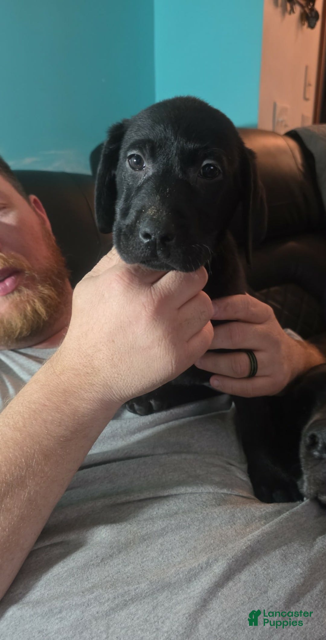 Labrador Retriever dogs for sale: Beth - Ad 1