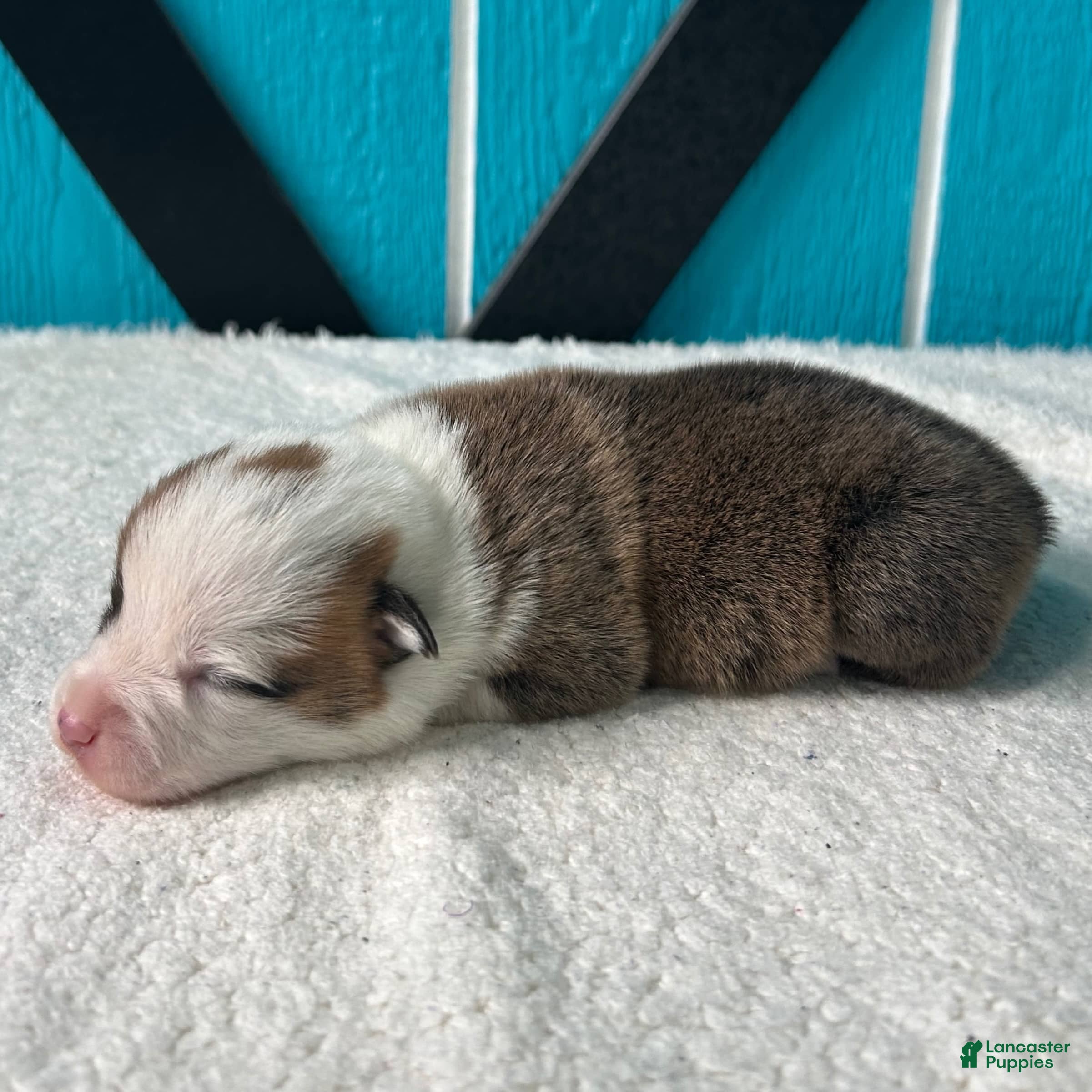 Welsh Corgi Pembroke dogs David Welsh Corgi Pembroke Puppy  - Ad 2