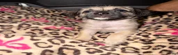 Pug dogs for sale: pudgy - Ad 2