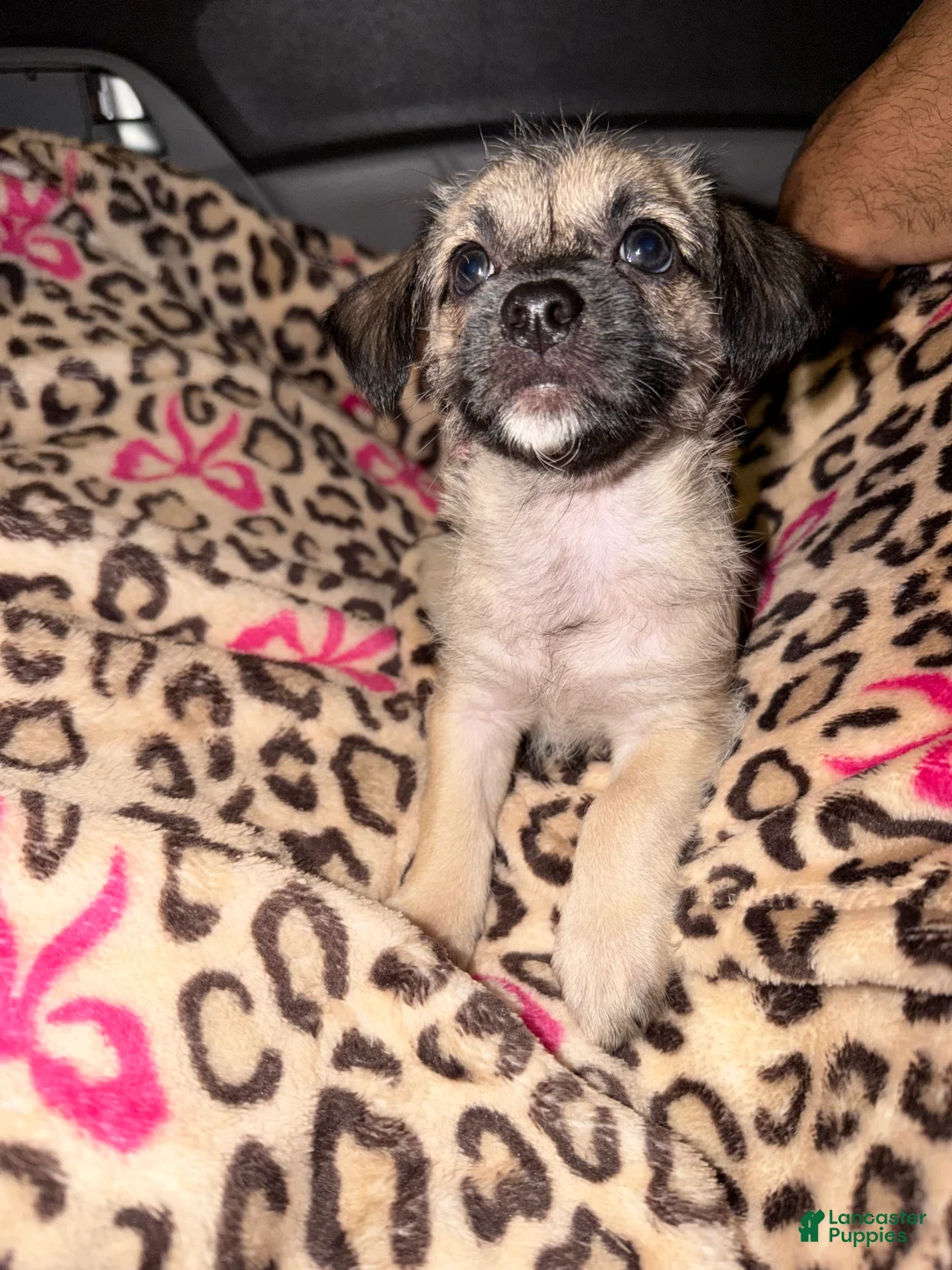 Pug dogs for sale: pudgy - Ad 2