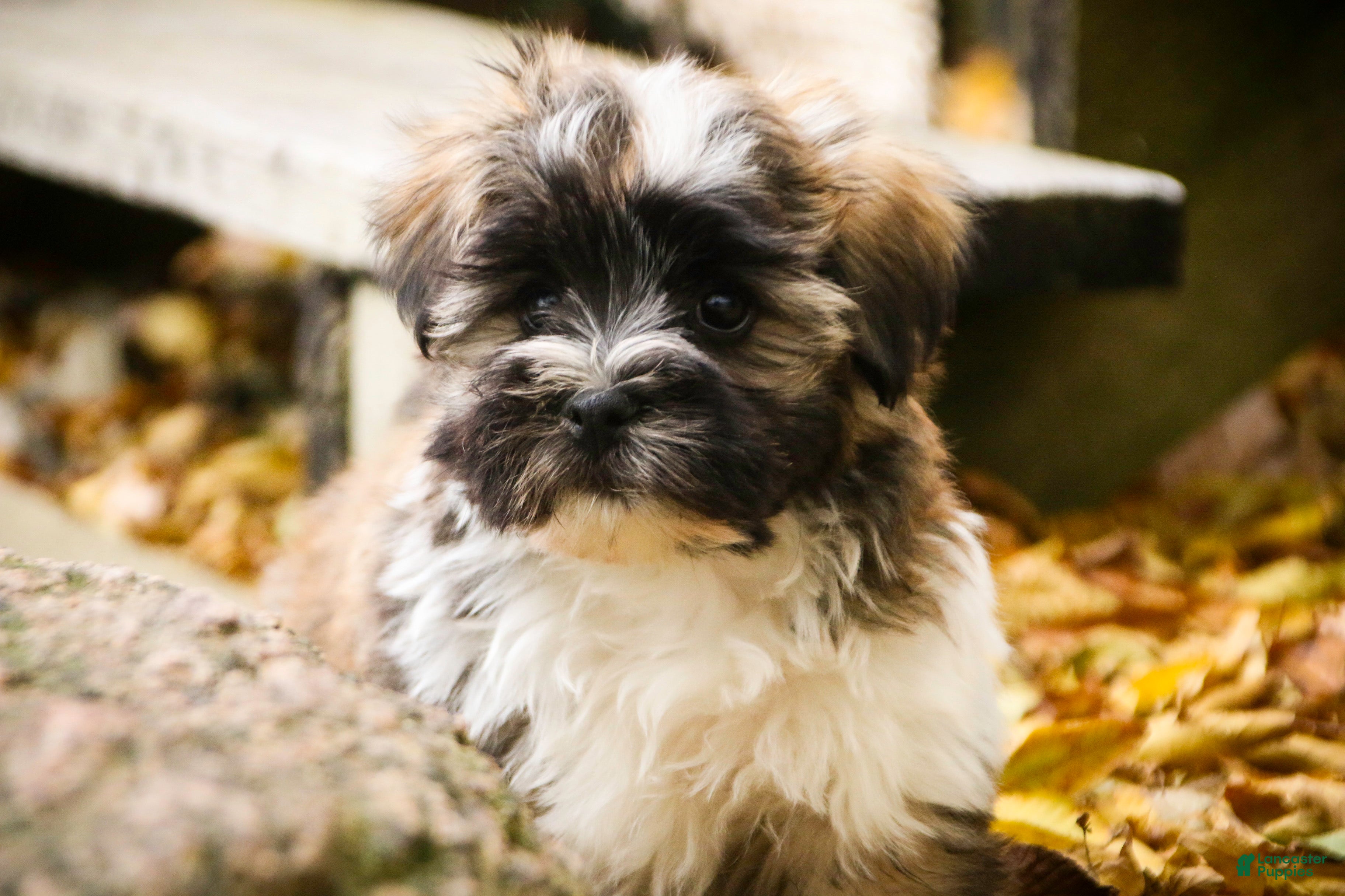 Havanese dogs Hoosier - Ad 37