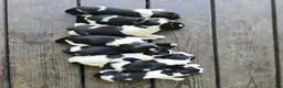 English Springer Spaniel dogs for sale: Liberty  - Ad 22