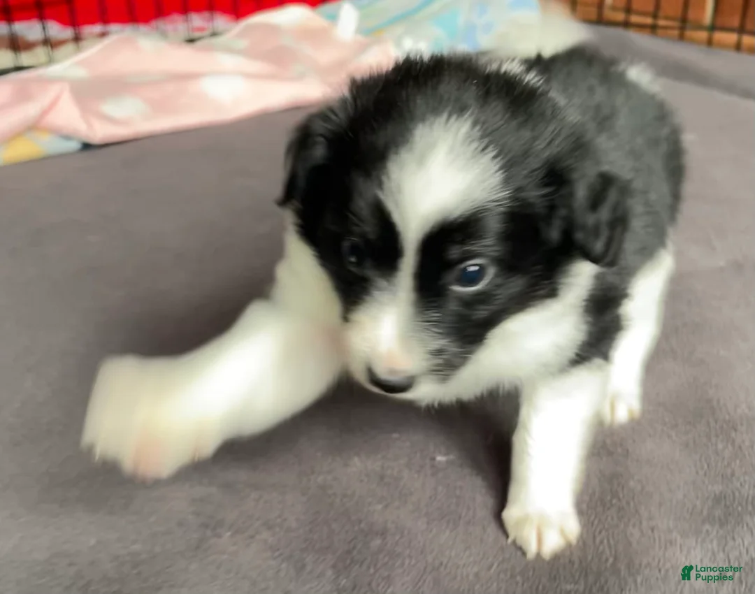 Mixed Breed dogs for sale: SOLD.  J - Female - Ad 2