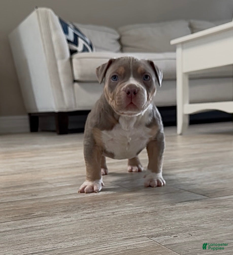 American Bully dogs for sale: American Bully Puppy 1 - Ad 3