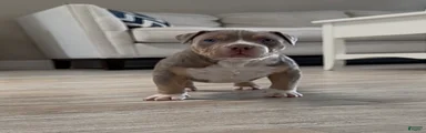 American Bully Puppy 1