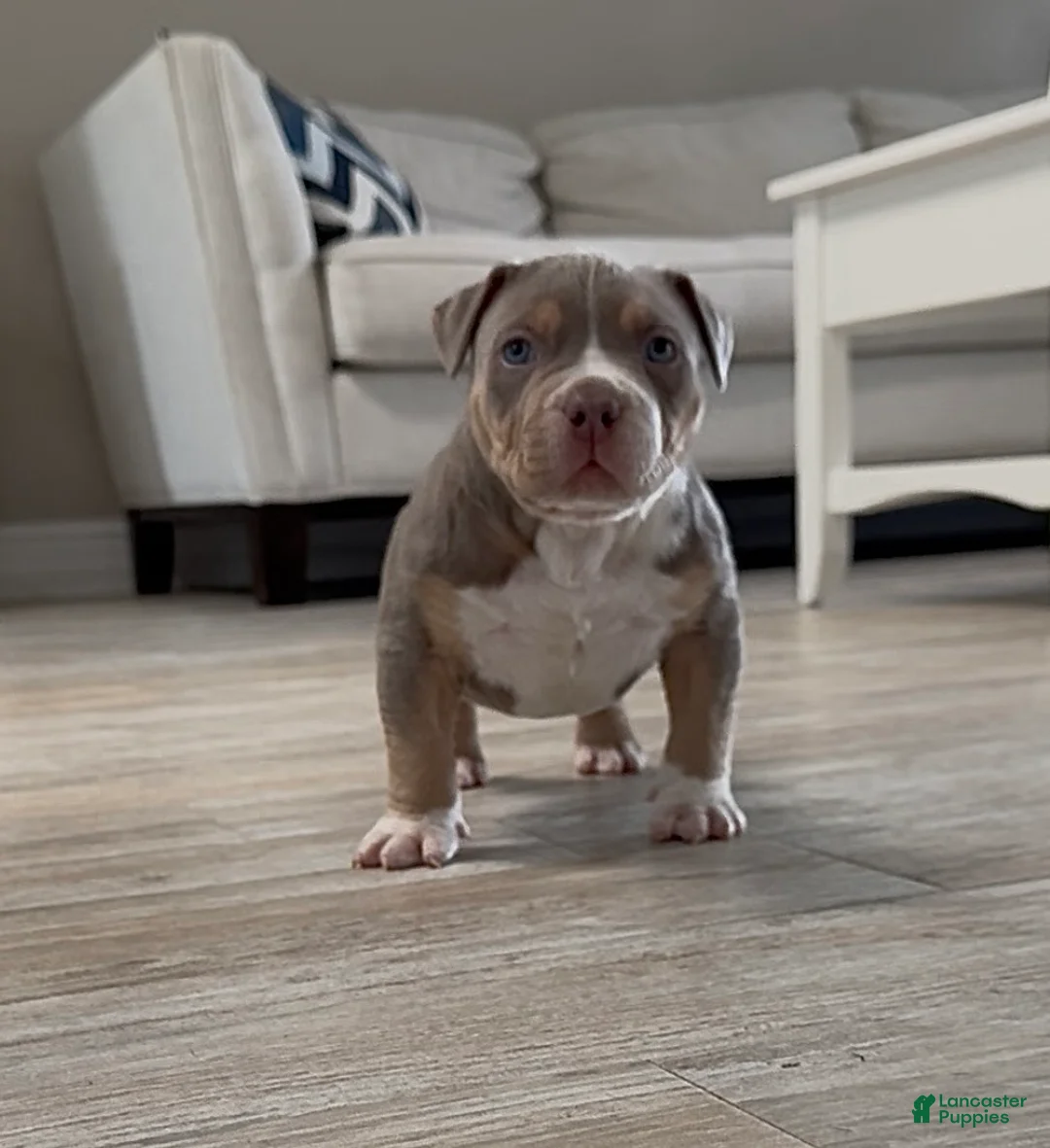American Bully dogs for sale: American Bully Puppy 1 - Ad 1