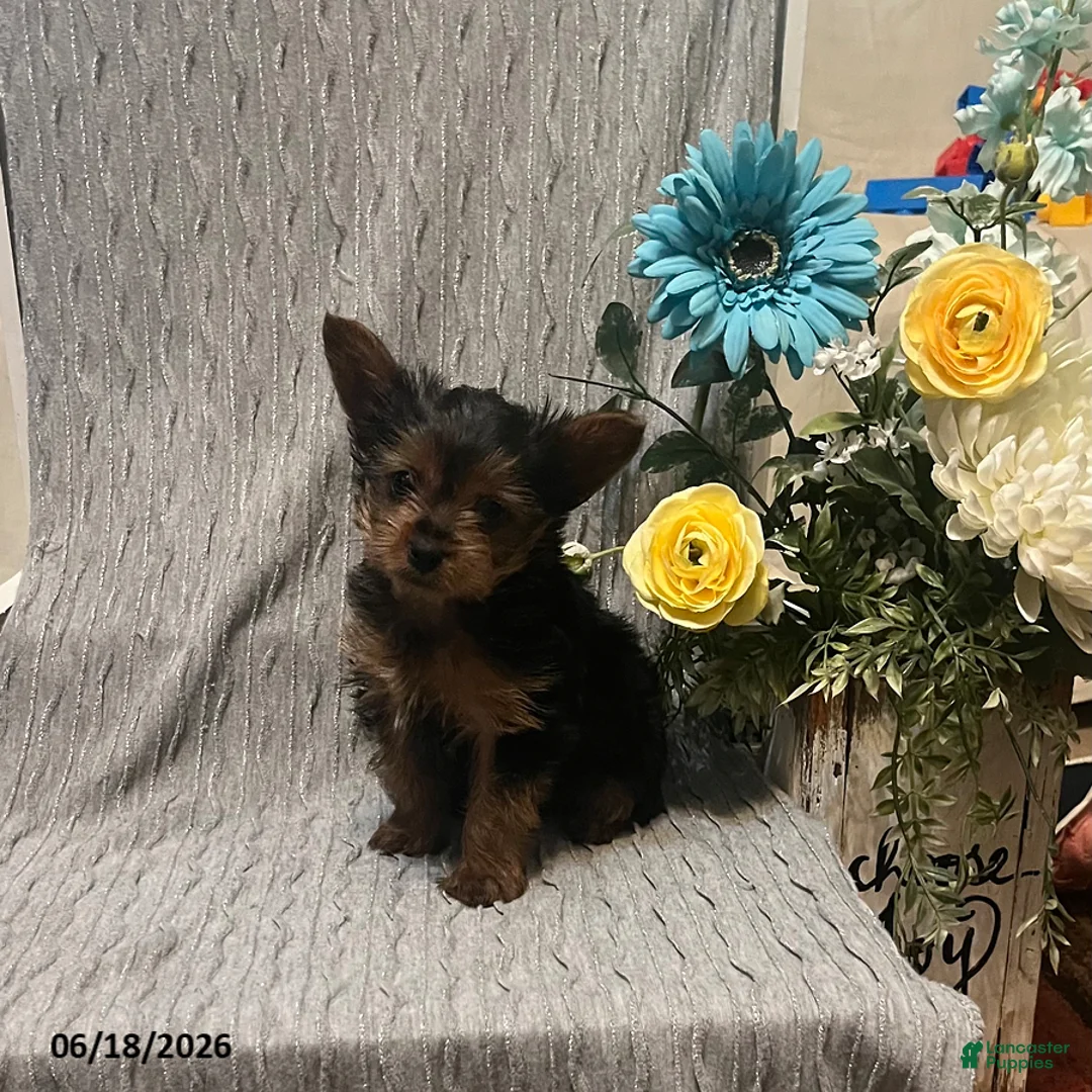 Yorkshire Terrier dogs for sale: Tiny Tim - Ad 1