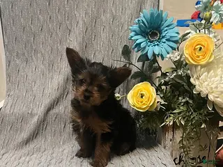 Yorkshire Terrier dogs Tiny Tim - Ad 18