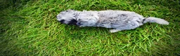 Havapoo dogs for sale: Bluebelle - Ad 8