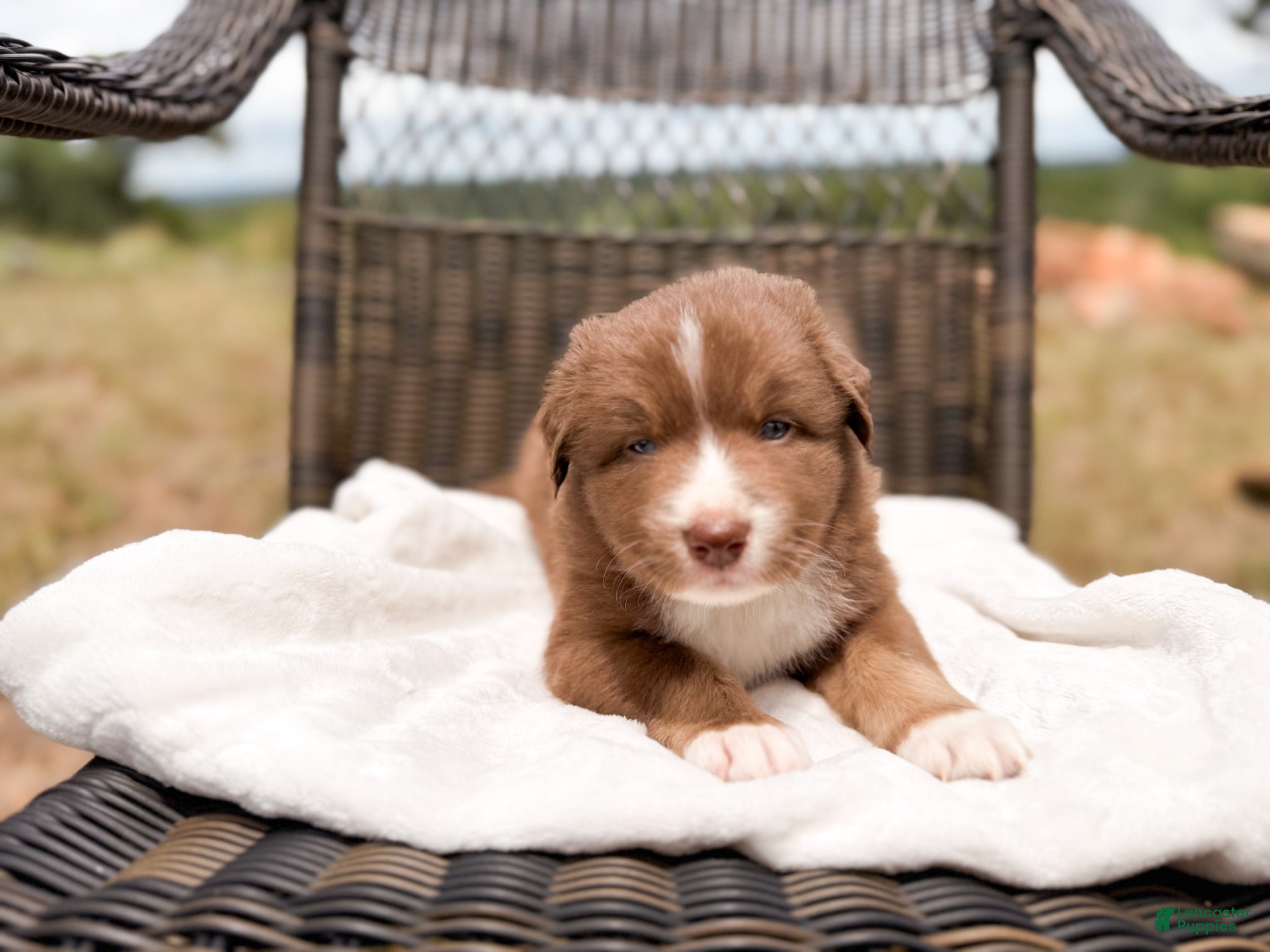 Australian Shepherd dogs Hunk - Ad 4