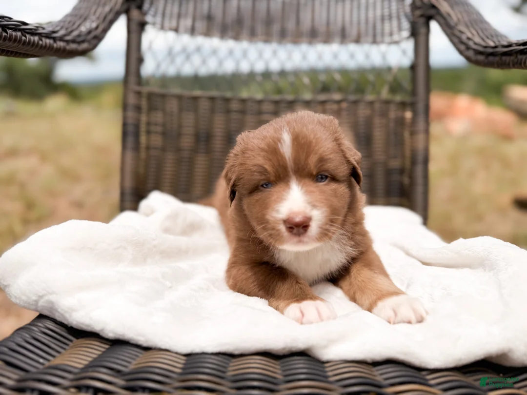 Australian Shepherd dogs for sale: Hunk - Ad 1
