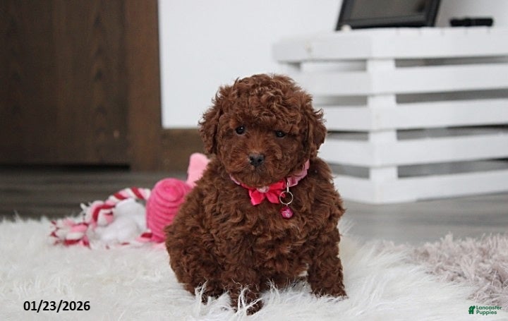 Toy Poodle dogs Abby - Ad 6
