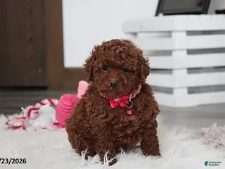 Toy Poodle dogs Abby - Ad 34