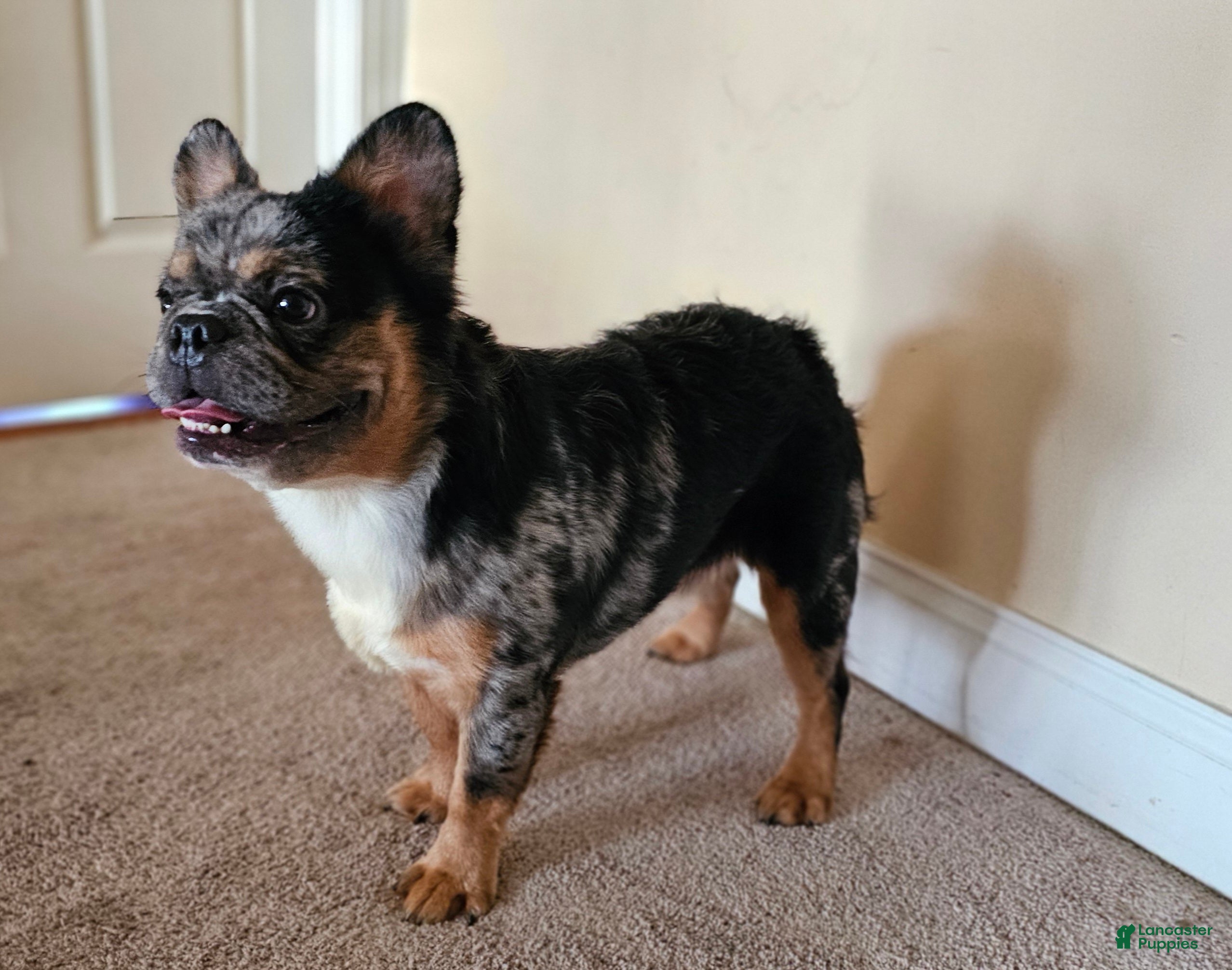 French Bulldog dogs Ahumado, the bold charmer 🐾 - Ad 16