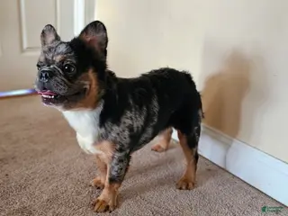 French Bulldog dogs Ahumado, the bold charmer 🐾 - Ad 16