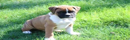 Boxer dogs for sale: Turner - Ad 3