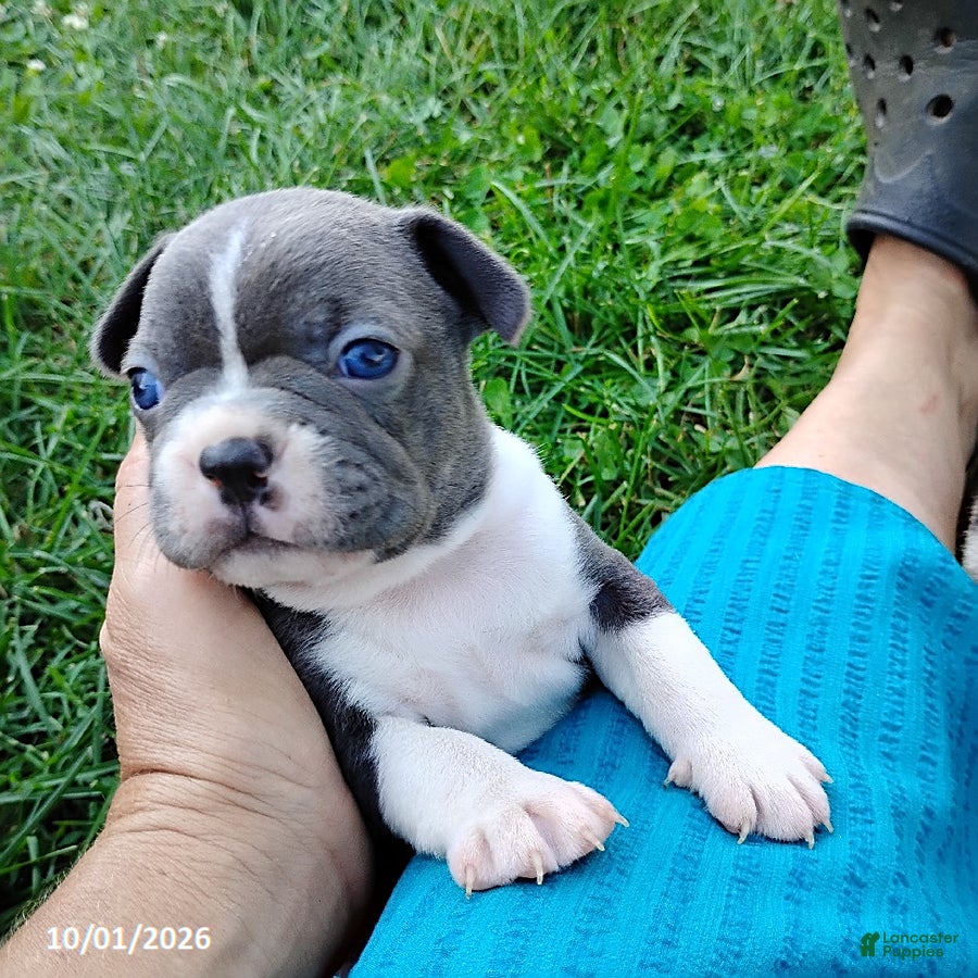 Boston Terrier dogs River - Ad 1
