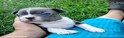 Boston Terrier dogs for sale: River - Ad 1
