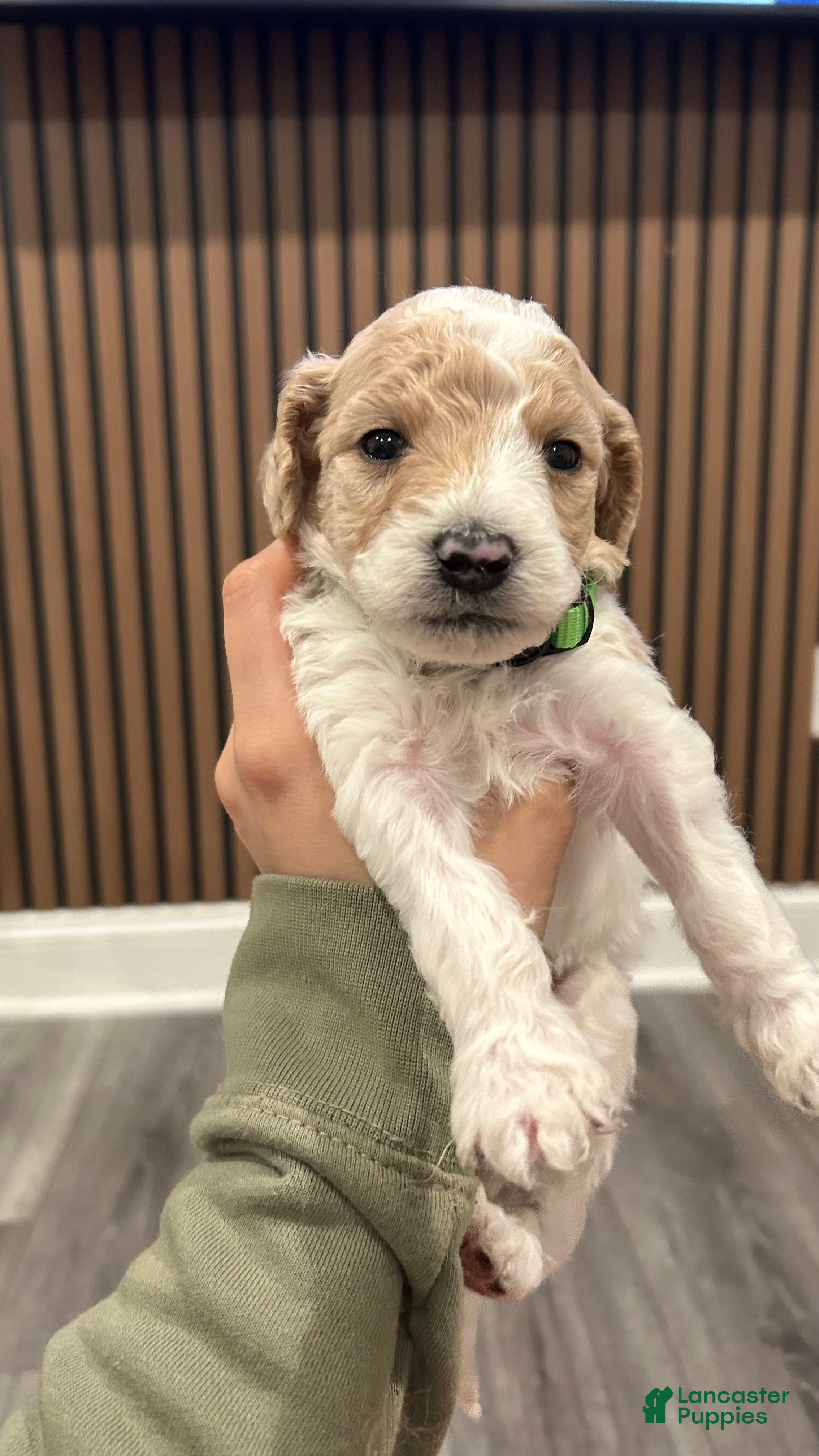 Goldendoodle dogs Cody - Ad 26