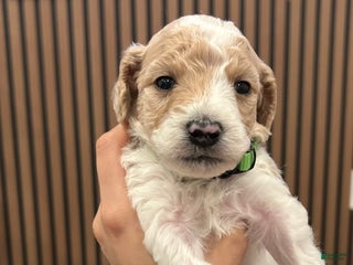 Goldendoodle dogs Cody - Ad 14