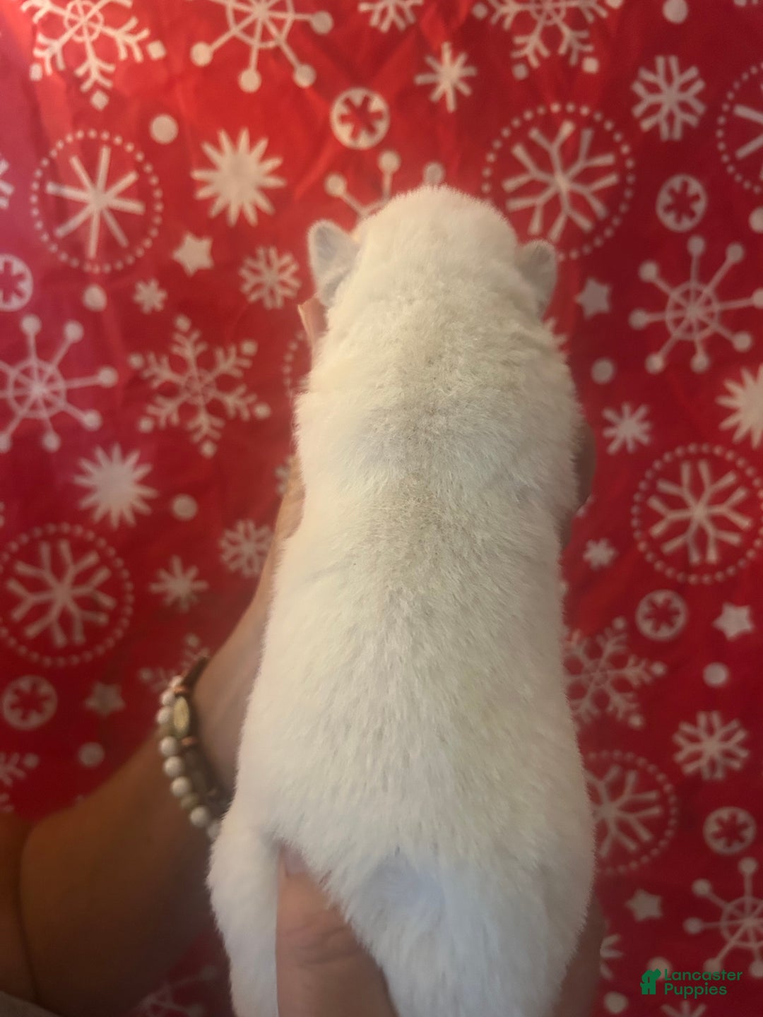 Gerberian Shepsky dogs for sale: Bailey Gerberian Shepsky Puppy 4 - Ad 2