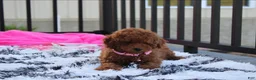 Miniature Poodle dogs for sale: Sasha  - Ad 5