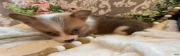 Welsh Corgi Pembroke dogs for sale: Summer - Ad 8
