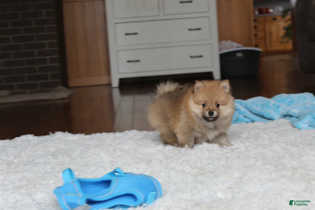 Pomeranian dogs for sale: Kody - Ad 4