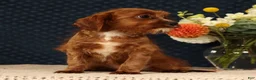 Cavapoo dogs for sale: Isaac - Ad 9