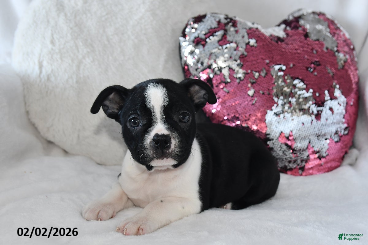 Boston Terrier dogs Darcy - Ad 2