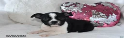 Boston Terrier dogs for sale: Darcy - Ad 3