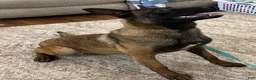 Belgian Malinois dogs for sale: Belgian Malinois Puppy 4 - Ad 4