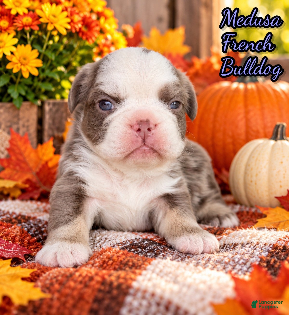 French Bulldog dogs for sale: Medusa Female AKC Fluffy French Bulldog - Ad 1