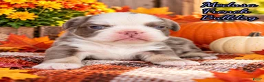 Medusa Female AKC Fluffy French Bulldog