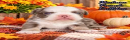 French Bulldog dogs for sale: Medusa Female AKC Fluffy French Bulldog - Ad 1