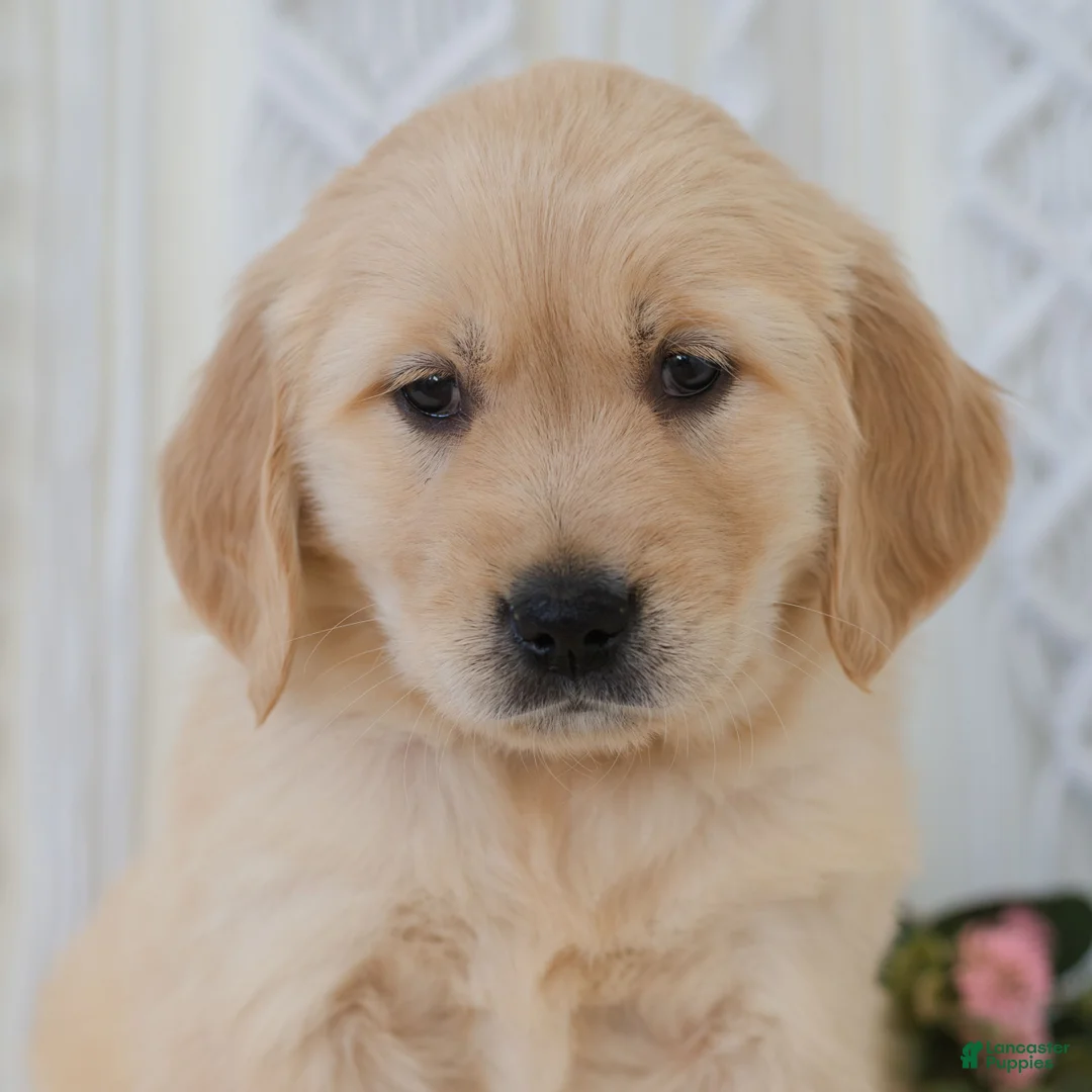 Golden Retriever dogs for sale: Jasmine  - Ad 1