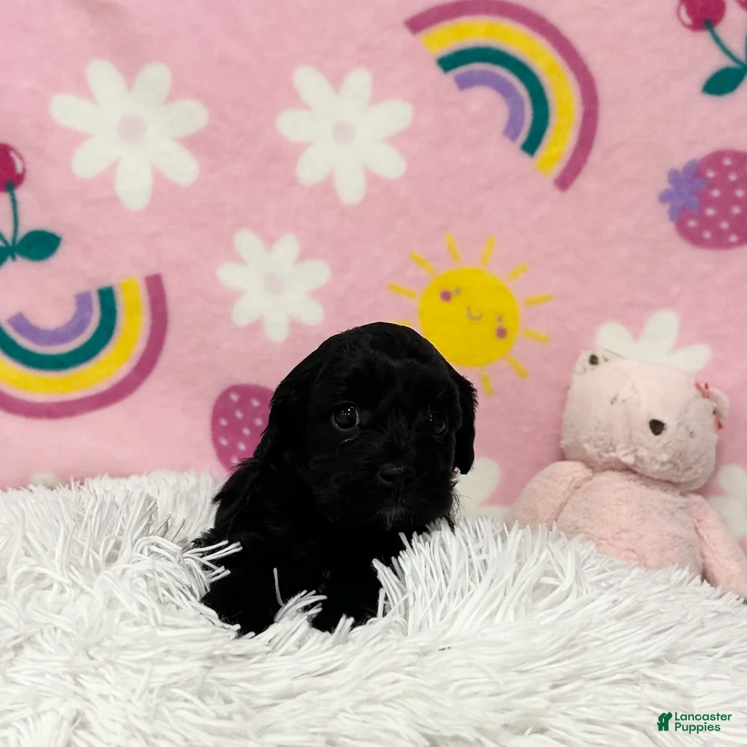 Cavapoo dogs for sale: Sadie - Ad 2