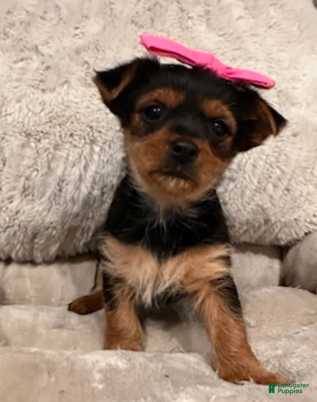 Yorkshire Terrier dogs for sale: Aria-POTTY And CRATE TRAINING NOW HOME RAISED - Ad 4