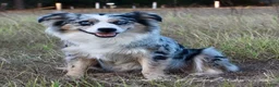 Australian Shepherd dogs for sale: Woody  - Ad 5