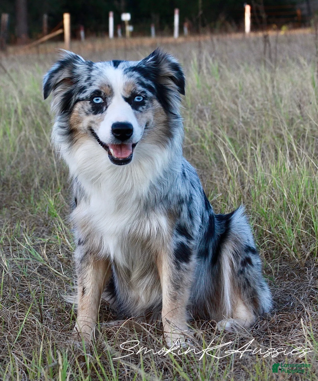 Australian Shepherd dogs for sale: Woody  - Ad 5