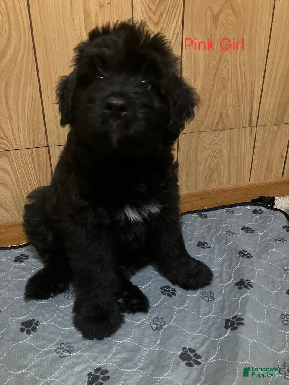 Bouvier Des Flandres dogs Bouvier Des Flandres 5 - Ad 2